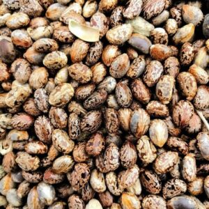 Castor Seeds